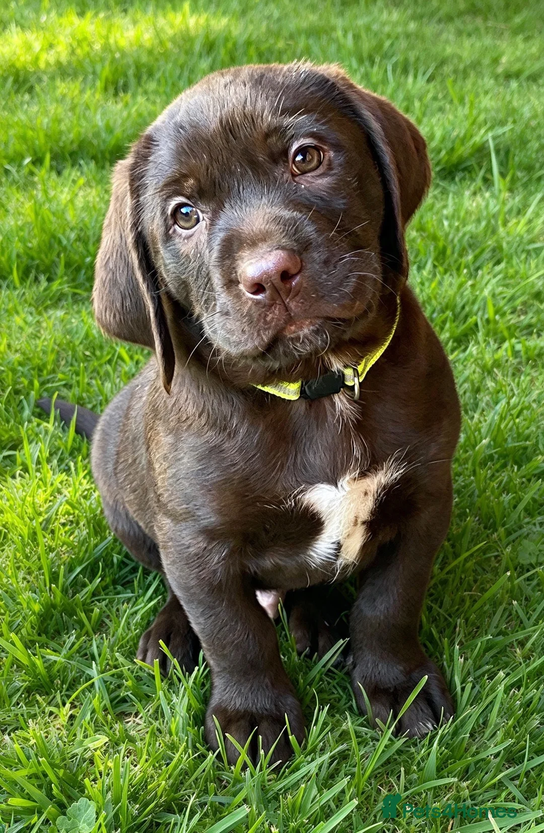 Mixed Breed dogs for sale: STUNNING GWP X LABRADOR PUPPIES - Advert 2
