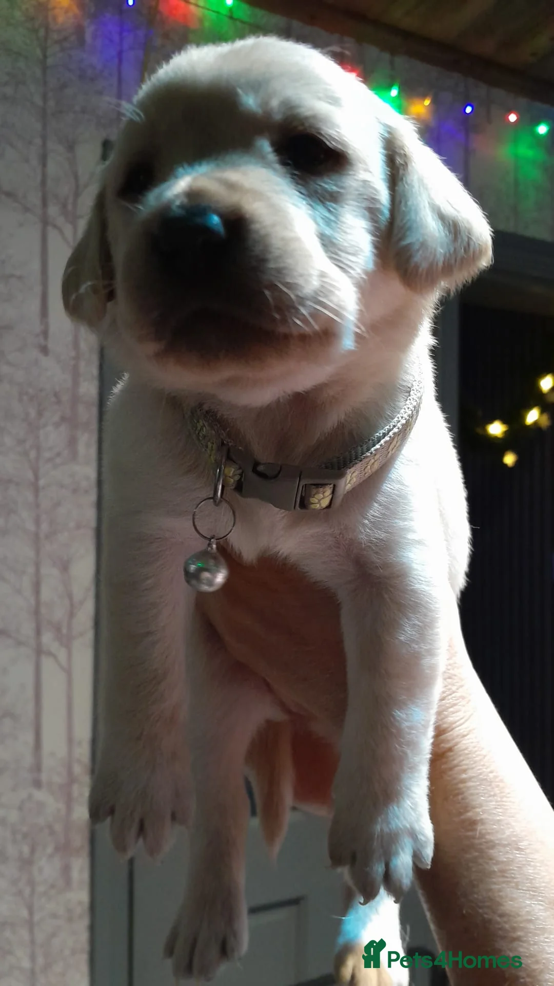 Labrador Retriever dogs for sale: 8 golden/fox red labradors  - Advert 8