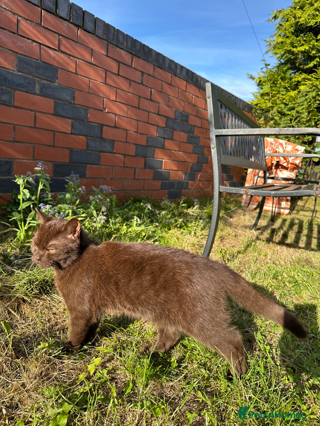 British Shorthair cats for sale: Chocolate British Shorthair  - Image 2