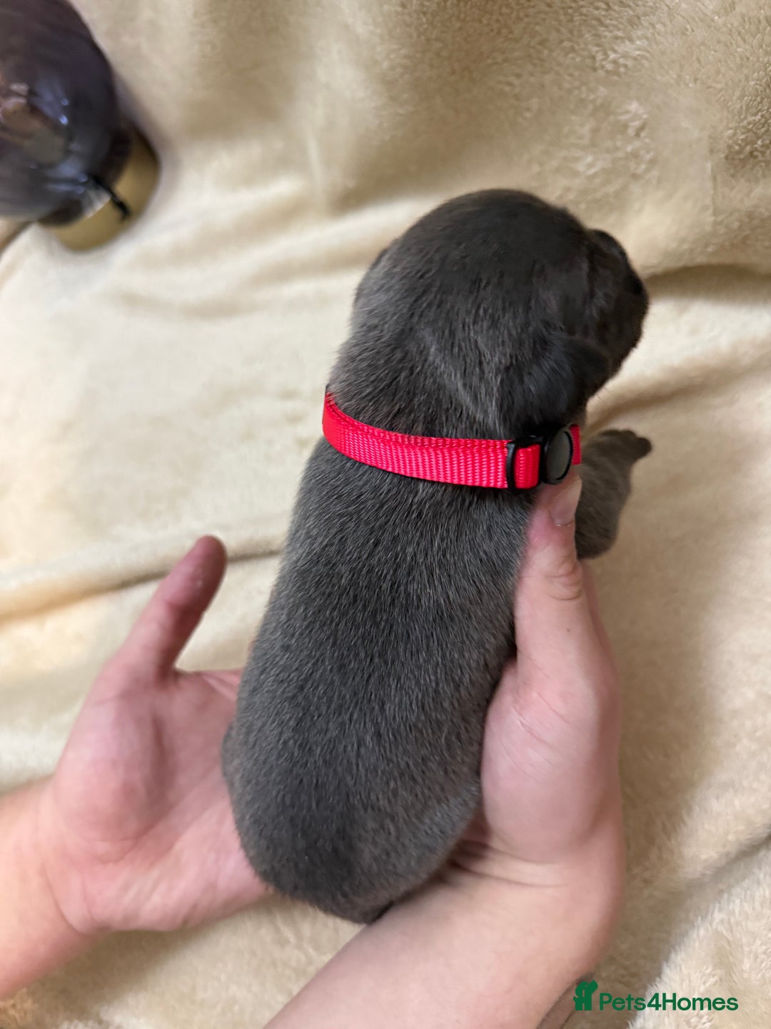 Cane Corso dogs for sale: ICF/ICCF Champion 6th GENERATION Cane Corso pups - Advert 11