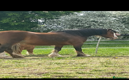 Irish Cob horses for sale: Cob bay mare 12.2 - Image 2