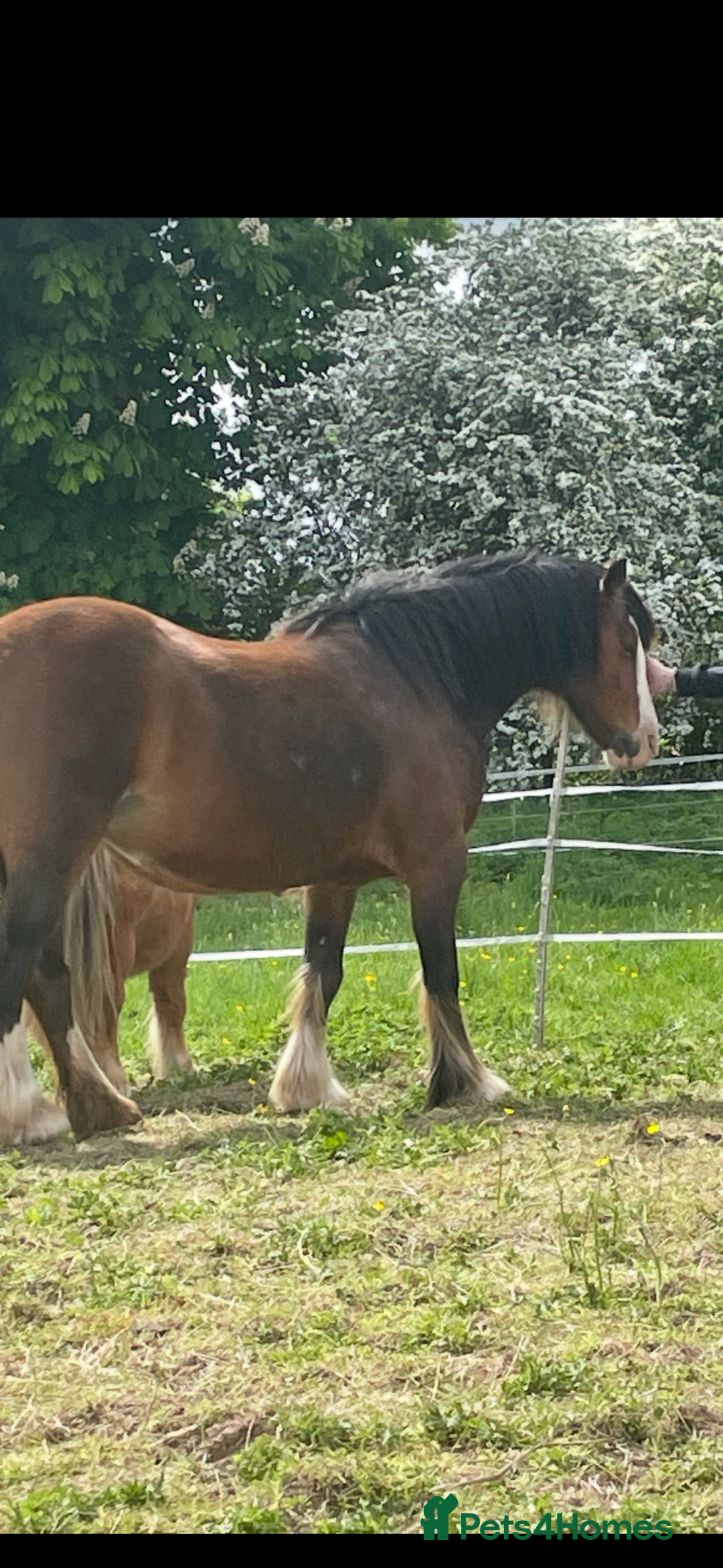 Irish Cob horses for sale: Cob bay mare 12.2 - Image 2