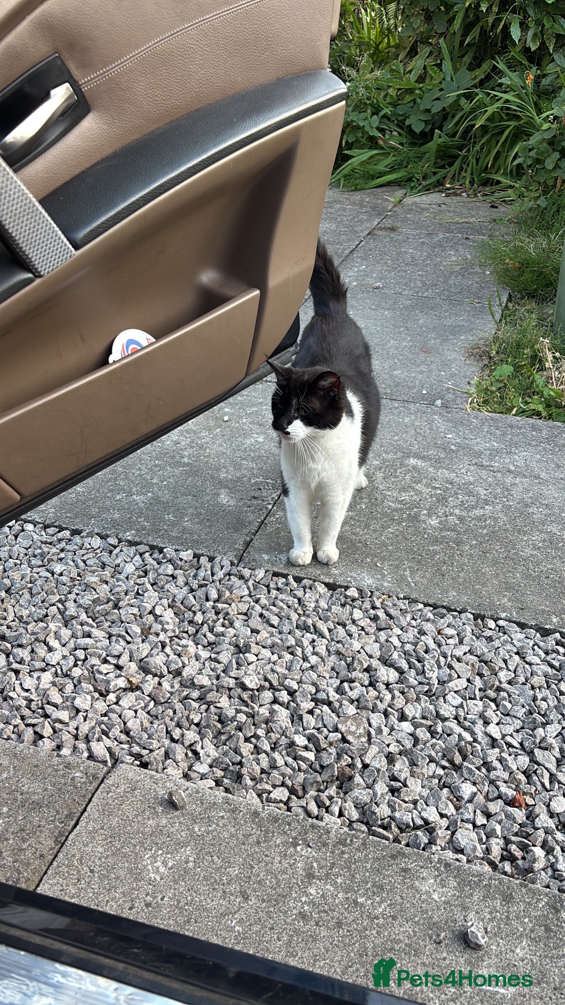 Mixed Breed cats Old fella looking for adoption  - Advert 7