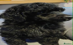 Shihpoo dogs for sale: Standard poodle x shihpoo - Image 9
