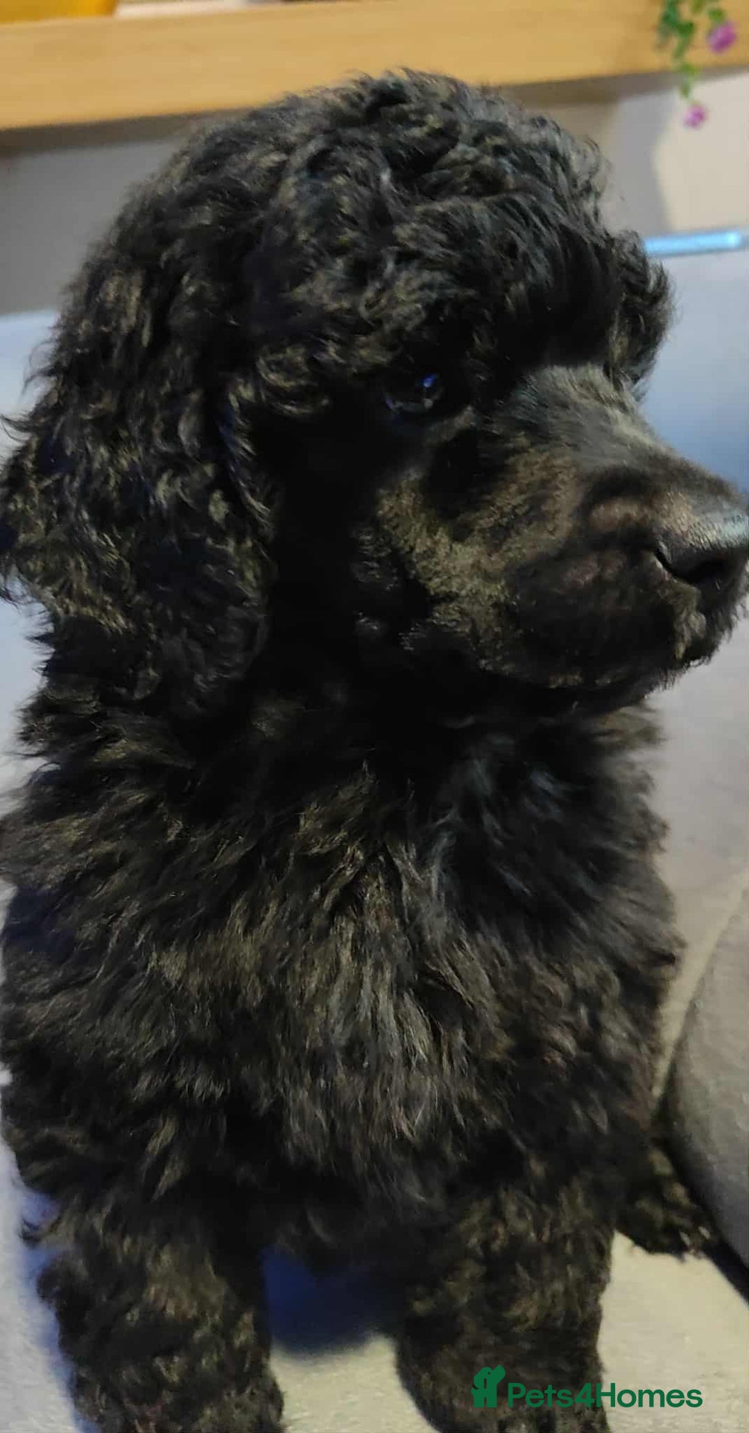 Shihpoo dogs for sale: Standard poodle x shihpoo - Image 9