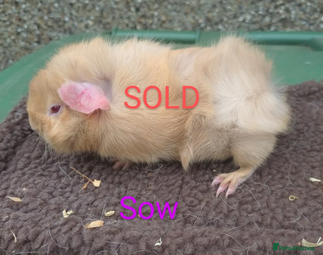 Guinea Pig rodents for sale: Guinea pigs For sale - Image 4