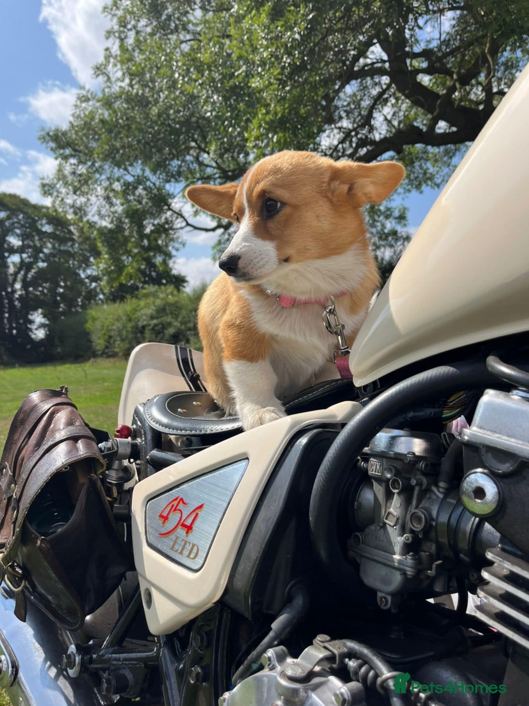 Welsh Corgi Pembroke dogs for sale: Beautiful Pembroke Corgi Girl For Sale  - Image 3