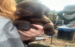 Labrador Retriever dogs for sale: Chocolate lab pup  - Image 1