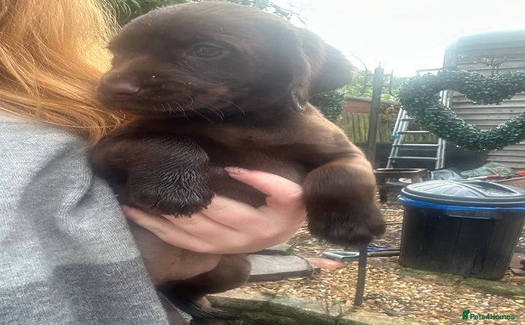 Labrador Retriever dogs - Advert 2