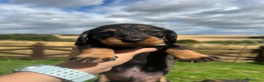 Dachshund 1
