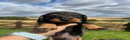 Dachshund dogs for sale: *Gamekeeper bred Wire Haired Dachshund Puppies* - Advert 2