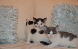 Mixed Breed cats for sale: 6 Adorable Playful Kittens for Sale - Image 38