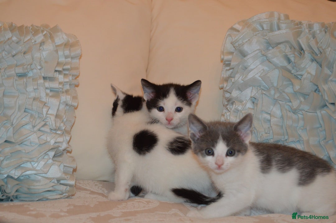 Mixed Breed cats for sale: 6 Adorable Playful Kittens for Sale - Image 38