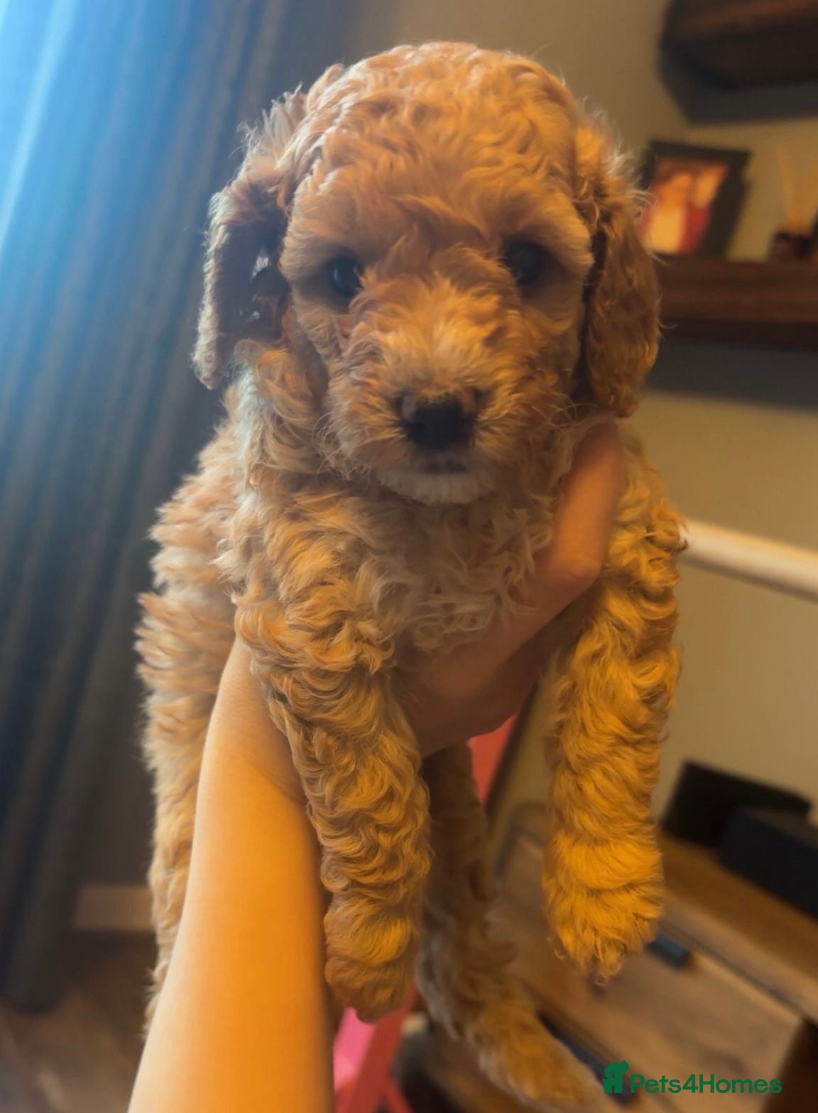 Cockapoo dogs Beautiful F2B Toy Cockapoo 🐶 one girl left!!💕 - Advert 17