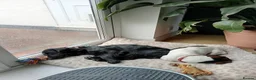 Cocker Spaniel dogs for sale: 8 month old female cocker spaniel  - Advert 2