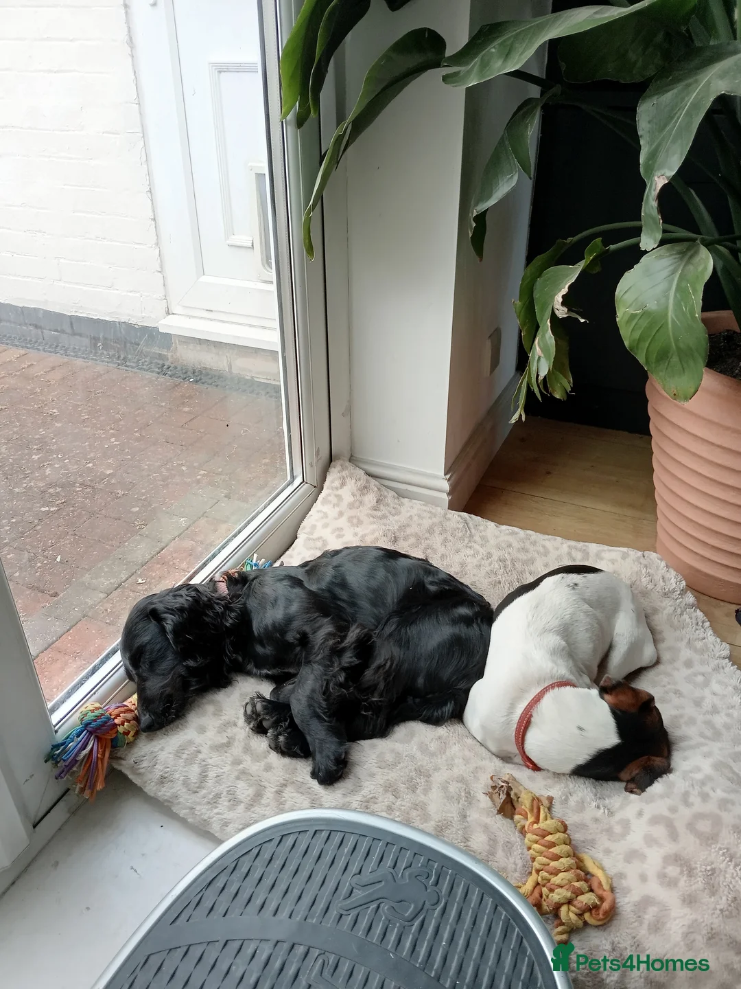 Cocker Spaniel dogs for sale: 8 month old female cocker spaniel  - Advert 2