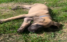 Great Dane dogs for sale: Only 3 left - Pedigree Great Dane Puppies in Dumfries - Image 7
