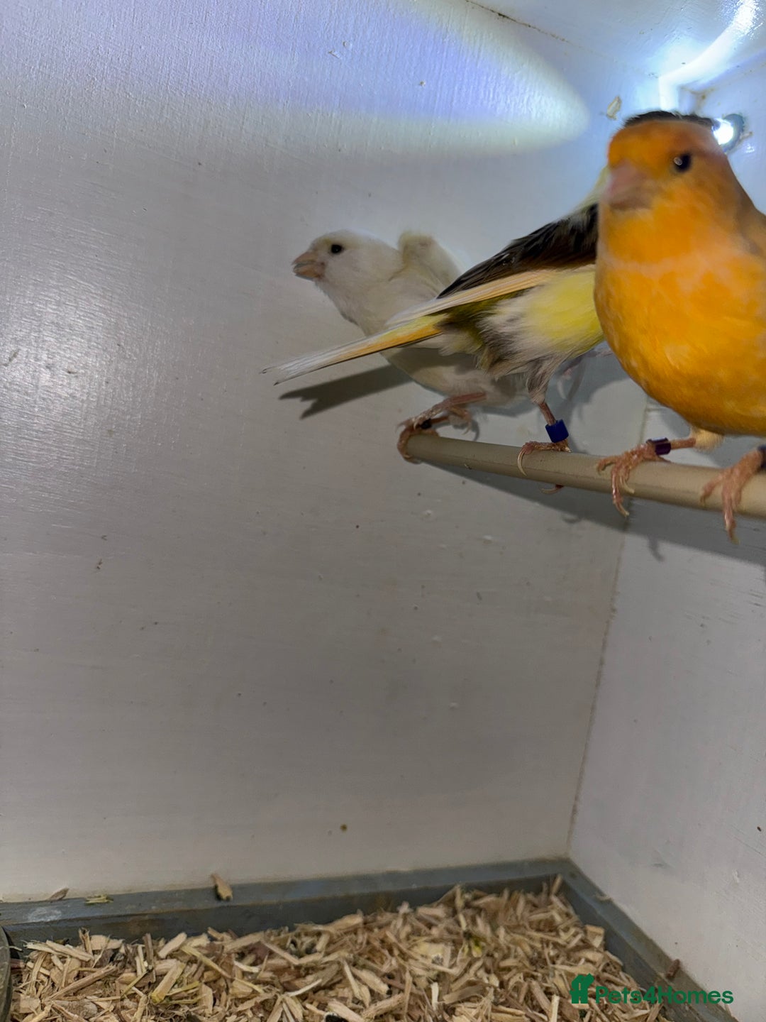 Canaries birds for sale: Canaries, budgies and love birds  - Advert 11