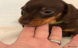 Miniature Dachshund dogs for sale: Stunning miniature dachshunds - tiny parents  - Image 8