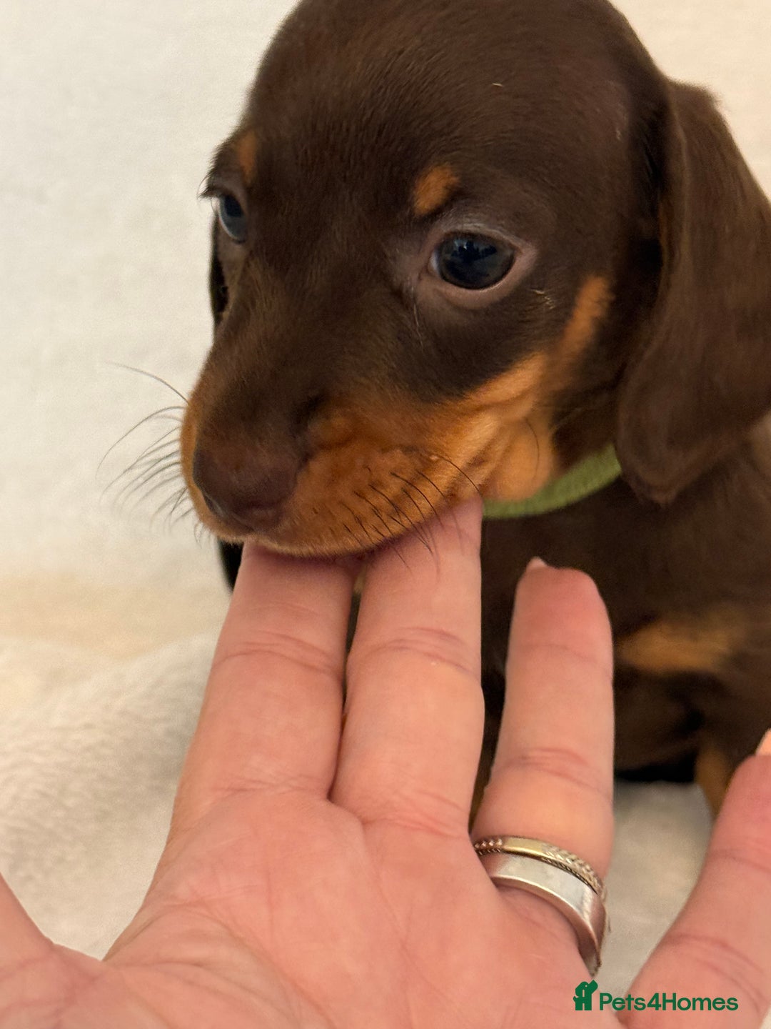 Miniature Dachshund dogs for sale: Stunning miniature dachshunds - tiny parents  - Image 8