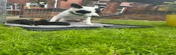 Mixed Breed dogs for sale: Rhodesian Ridgeback X Canaan Dog Puppies  - Advert 36