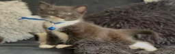 British Shorthair cats for sale: One male & one female kittens - Advert 22