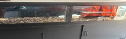 Tortoise reptiles for sale: Red footed tortoise with set up  - Advert 3