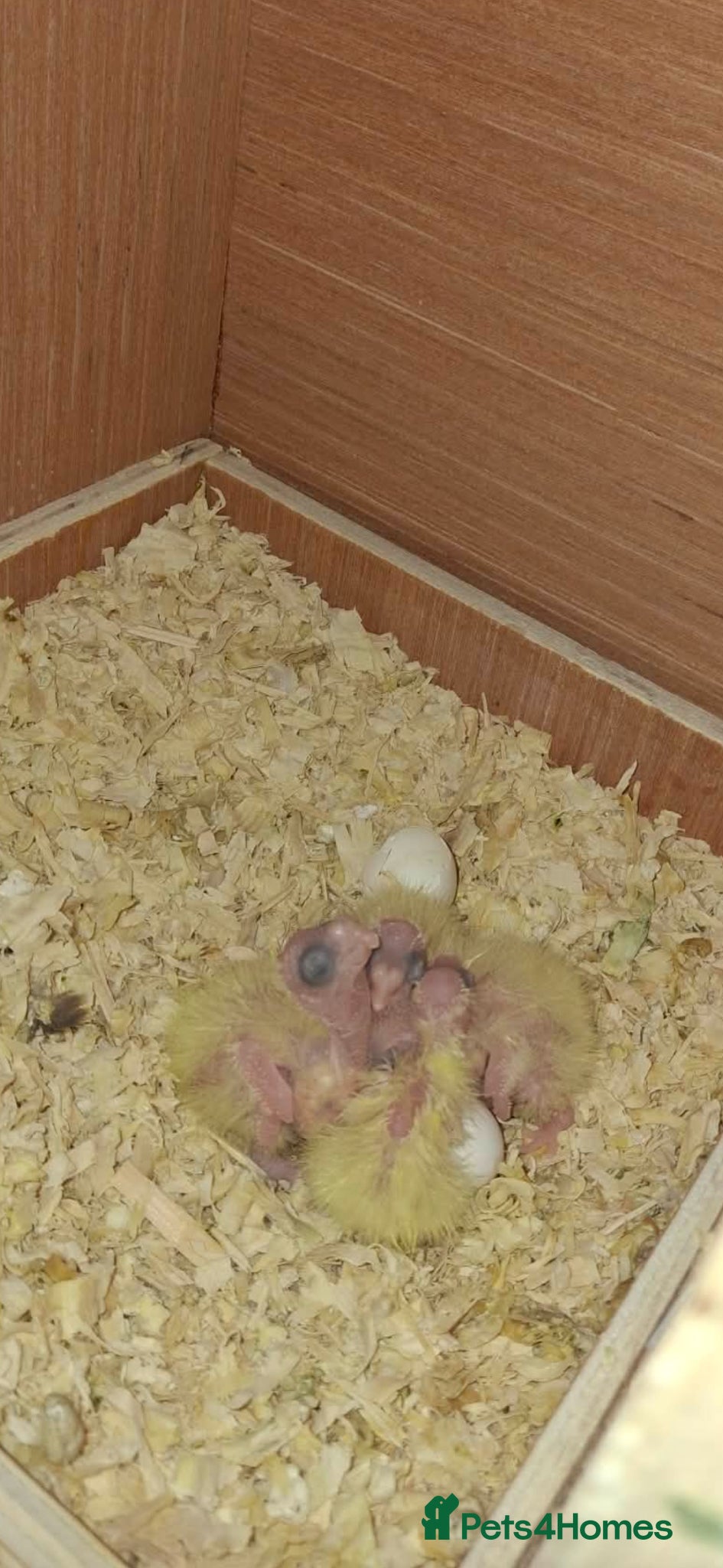 Cockatiels birds Cockateil chicks - Advert 14