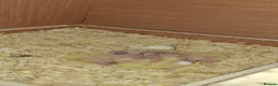 Cockatiels birds for sale: Cockateil chicks - Advert 1