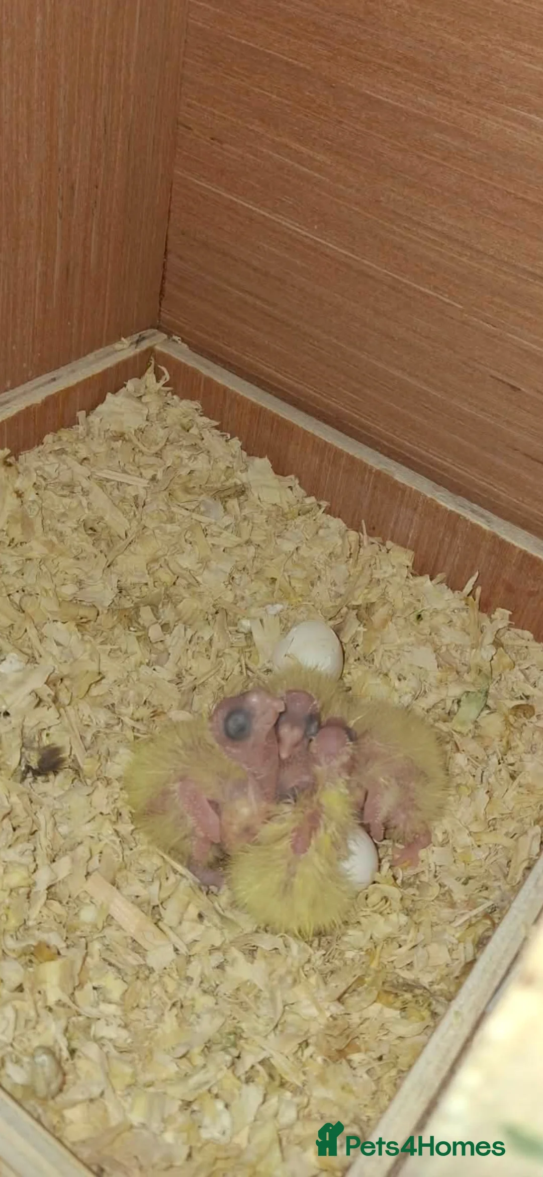 Cockatiels birds for sale: Cockateil chicks - Advert 1
