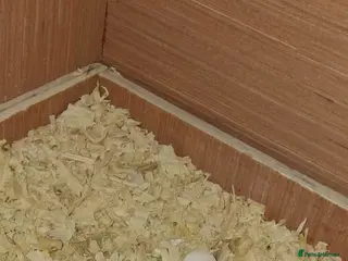 Cockatiels birds Cockateil chicks - Advert 14