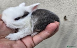 Mini Lop rabbits for sale: Purebred Minilops Available To Reserve - Image 6