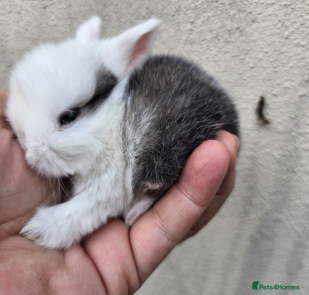Mini Lop rabbits for sale: Purebred Minilops Available To Reserve - Image 6