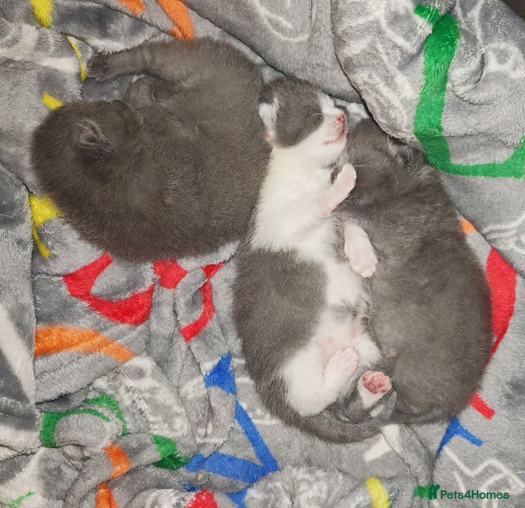 British Shorthair cats for sale: British shorthair 1 male left!!  in Crewe - Image 17