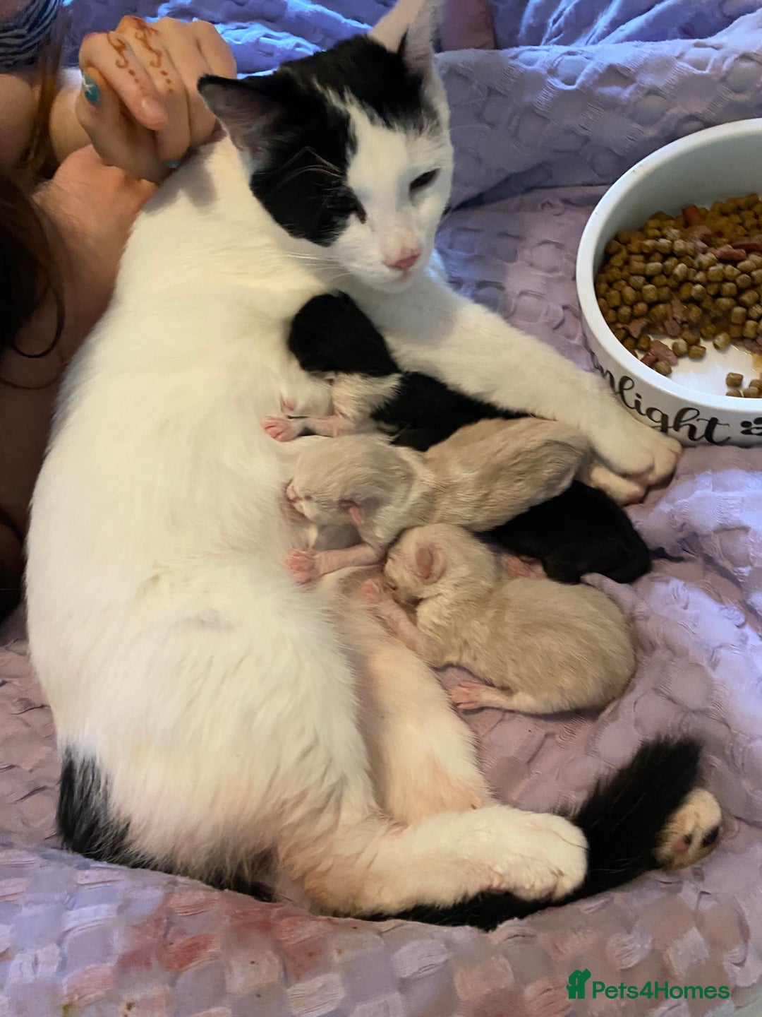 Mixed Breed cats for sale: Four mixed breed kittens for sale - Image 4