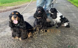 Cocker Spaniel dogs for sale: Retirement home  - Image 13