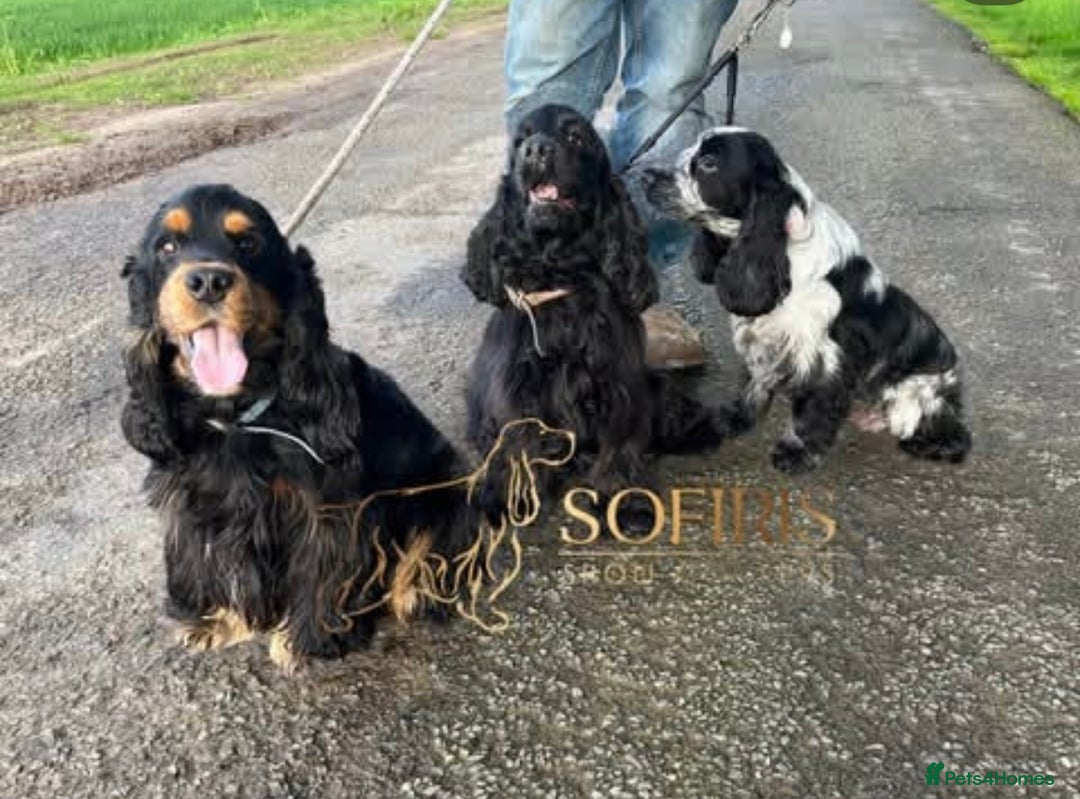 Cocker Spaniel dogs for sale: Retirement home  - Image 13