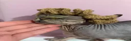 Sphynx cats for sale: Canadian Sphynx Elf  - Advert 9
