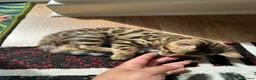 Bengal cats for sale: Bengal kittens for sale - Advert 29