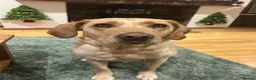 Labrador Retriever dogs for sale: Beautiful KC Registered Yellow Puppies - Advert 7