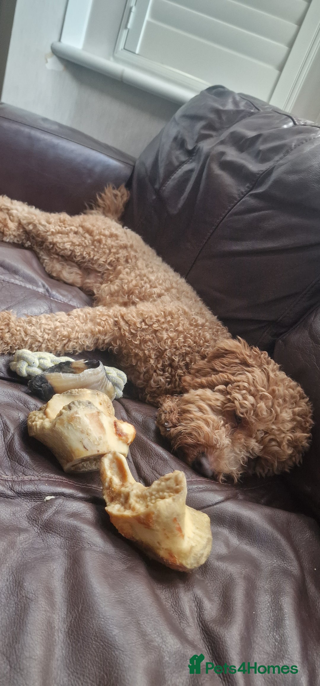 Cockapoo dogs for sale: Apricot coloured cockapoo boy - Advert 4