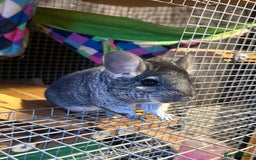 Chinchilla rodents for sale: 2 chinchillas for sale with cage  - Advert 4