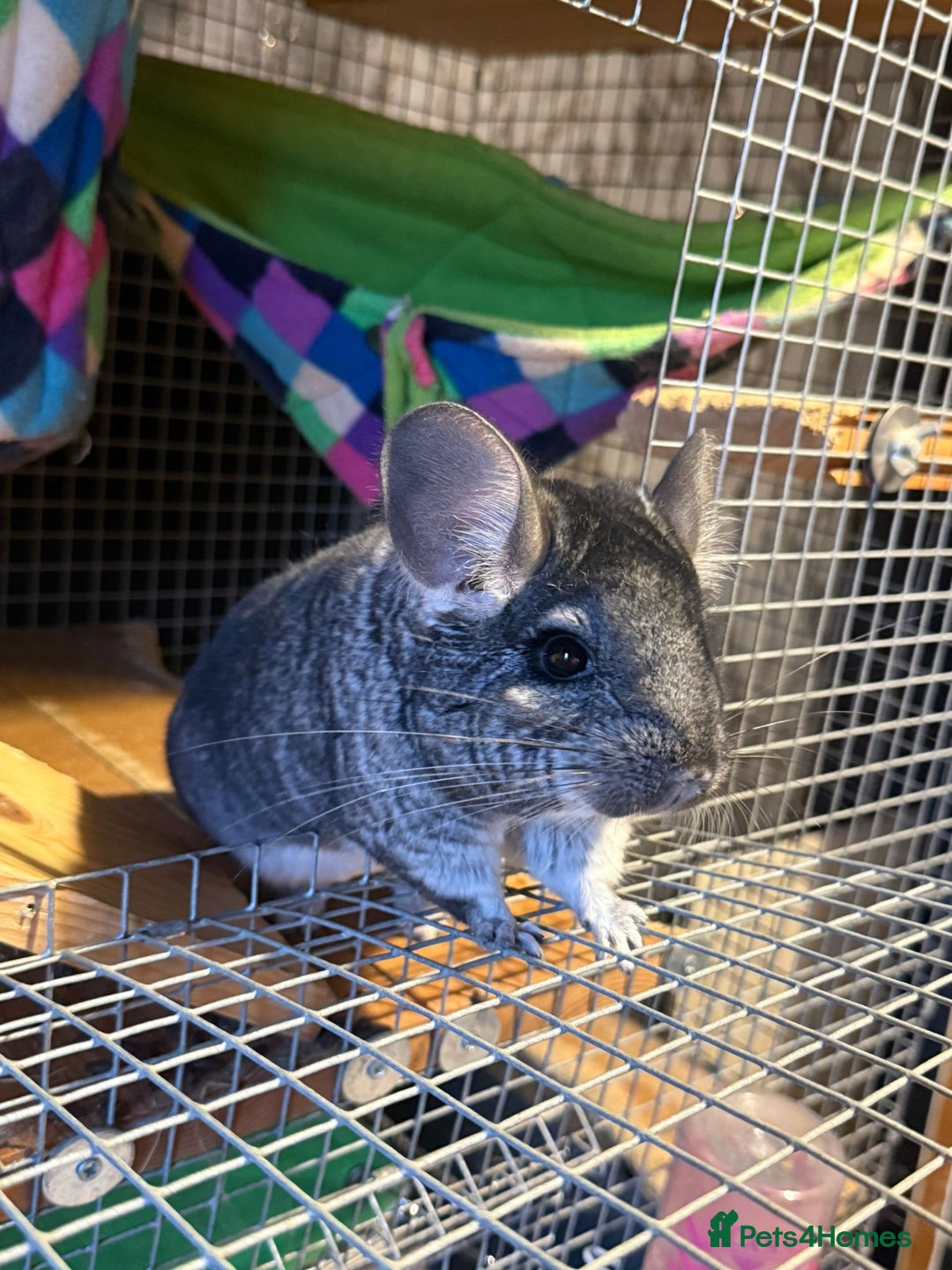 Chinchilla rodents for sale: 2 chinchillas for sale with cage  - Advert 4