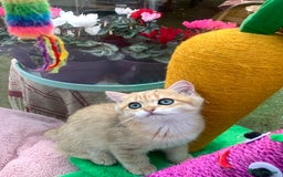 British Shorthair cats for sale:  **   ** : BSH Golden champion lines - Advert 36