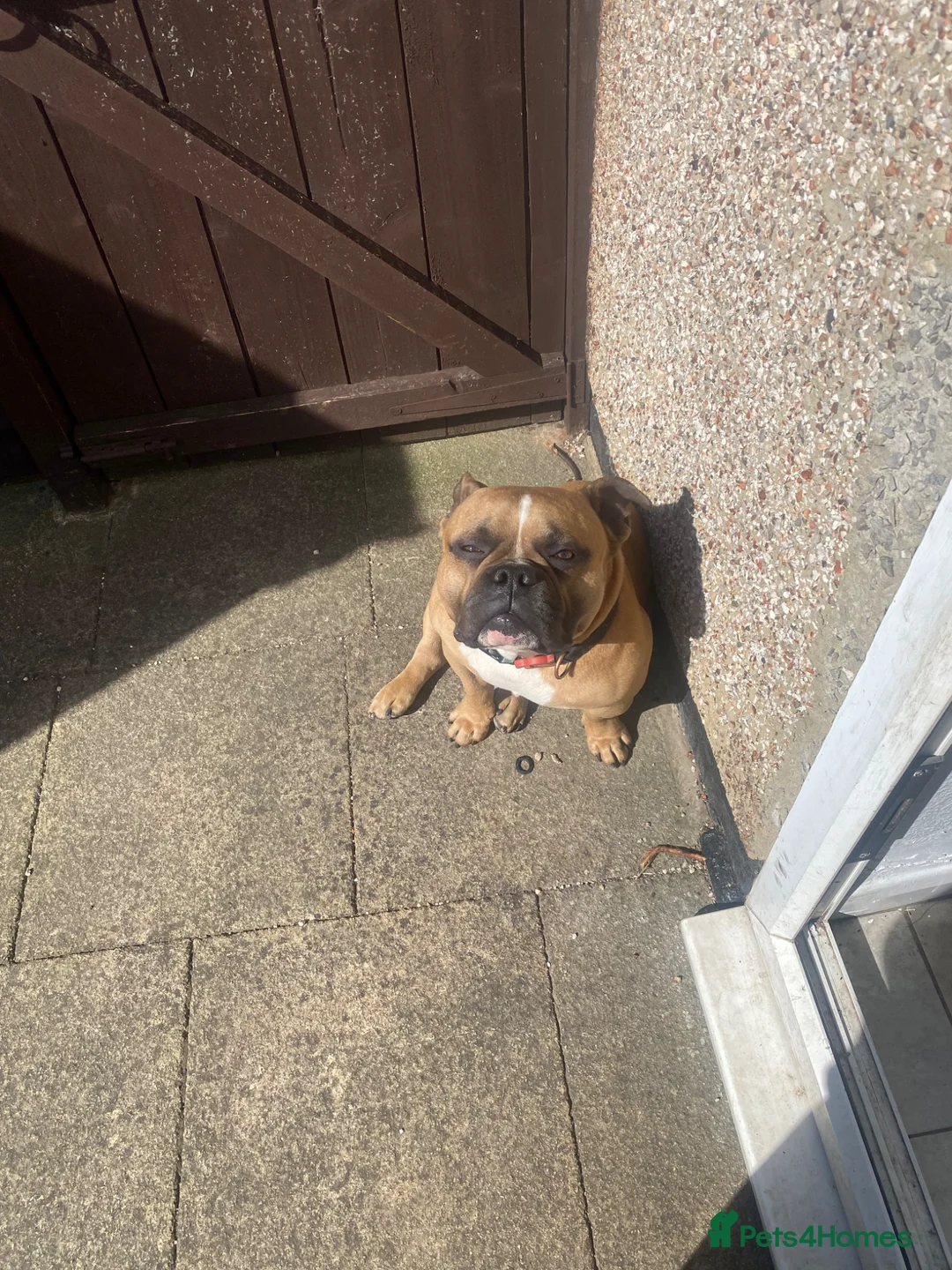 Mixed Breed dogs for sale: Bulldog x - Advert 1