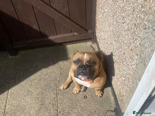 Mixed Breed dogs Bulldog x - Advert 2