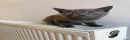 Mixed Breed cats for sale: 2 little kittens  - Advert 2