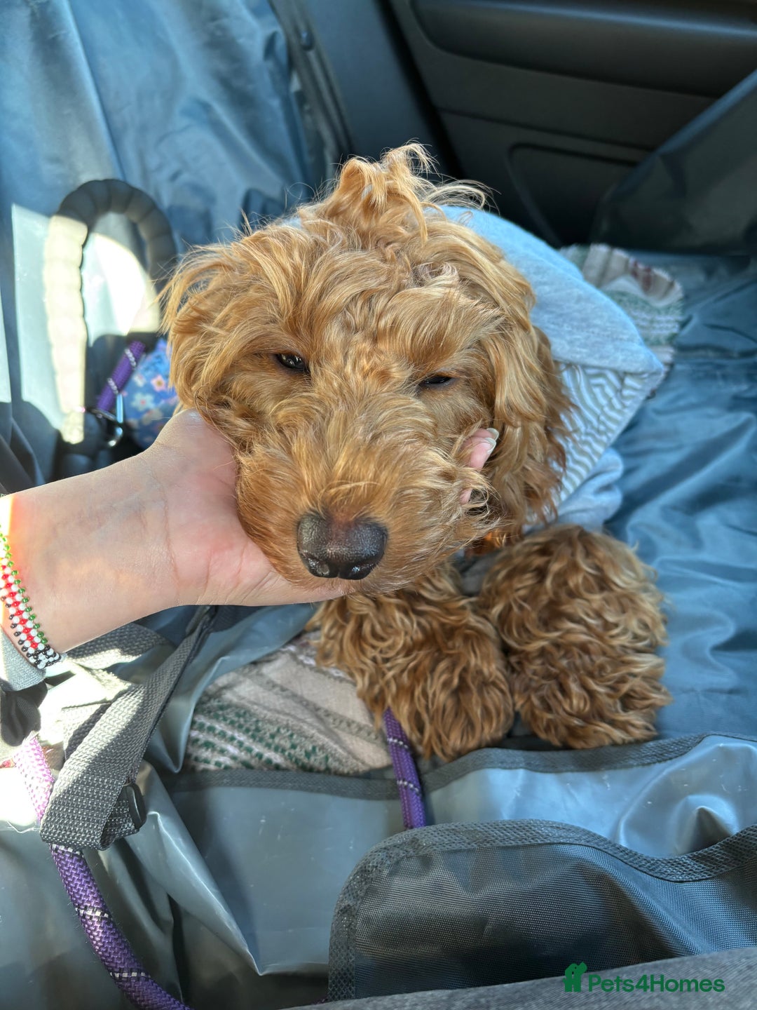 Cockapoo dogs for stud: 🐶 Proven Cockapoo stud - Milo  in Hayes - Image 4