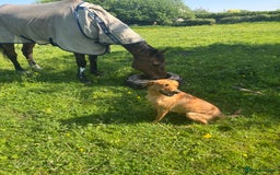 Labrador Retriever dogs for sale: Plump little Red Labrador Puppies! - Image 11