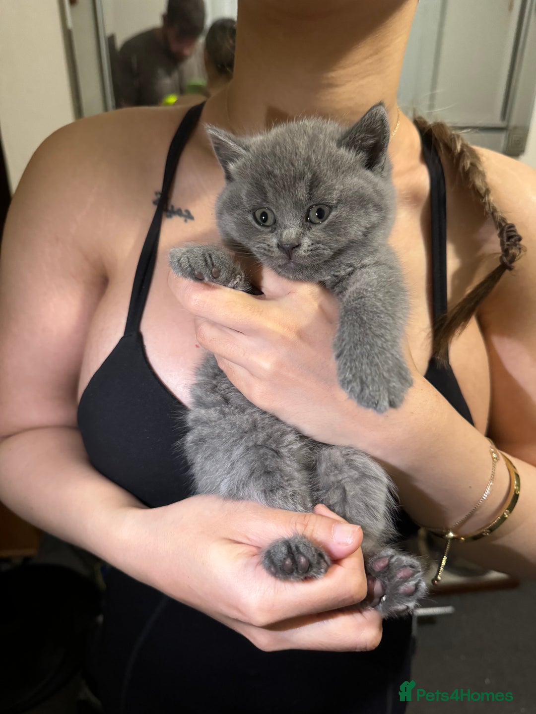 British Shorthair cats for sale: British shorthair lilac and blue - Advert 18